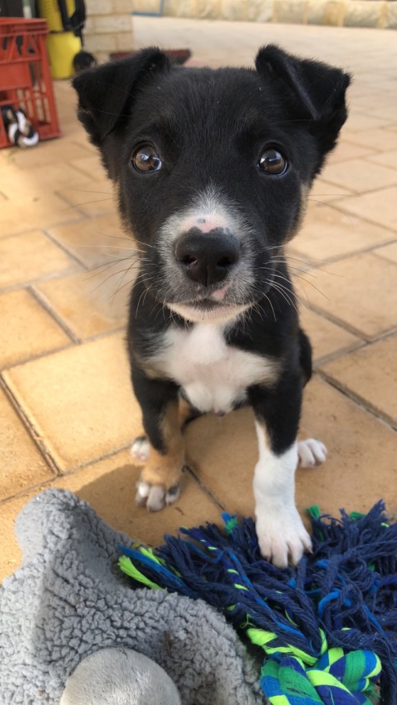 Vet Checks
