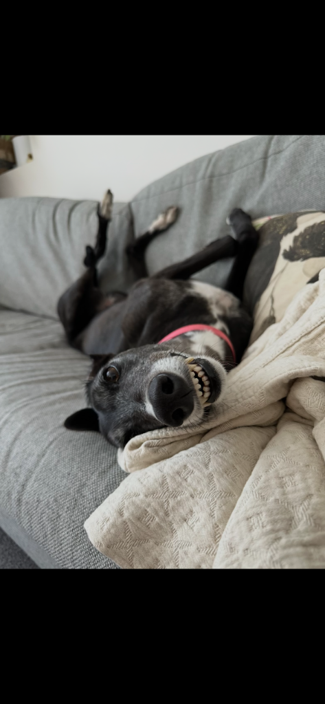 Evie, a black greyhound relaxing — the face of our mission