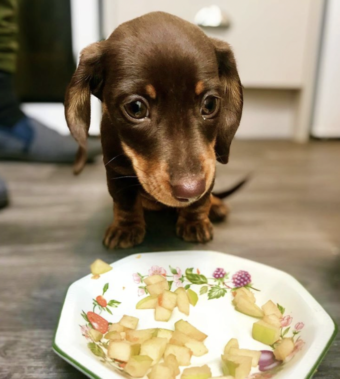 Feed a Dog