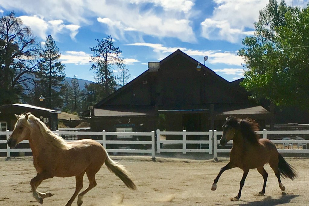 Horses at the Pine Mountain Club Equestrian Center