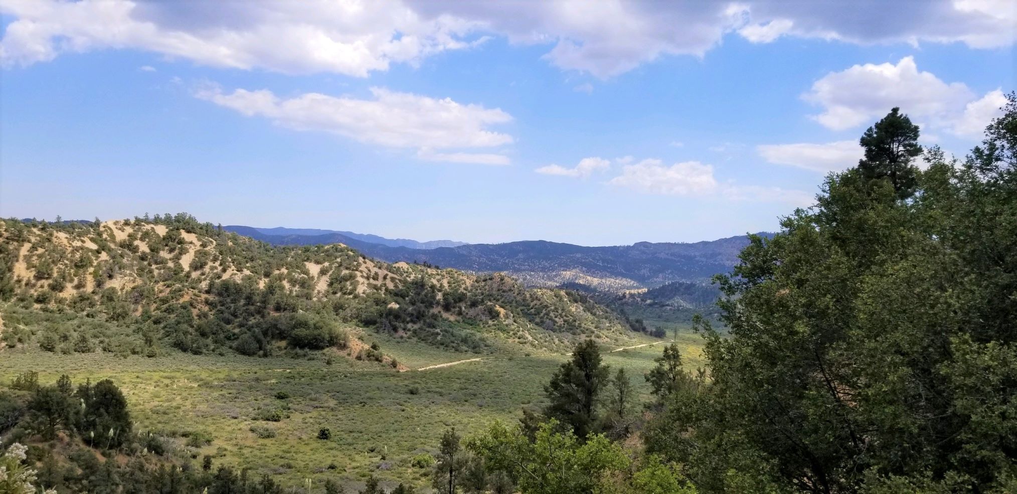 Forest landscape along Grade Valley Road in the Mt. Pinos Ranger District, Los Padres National Forest