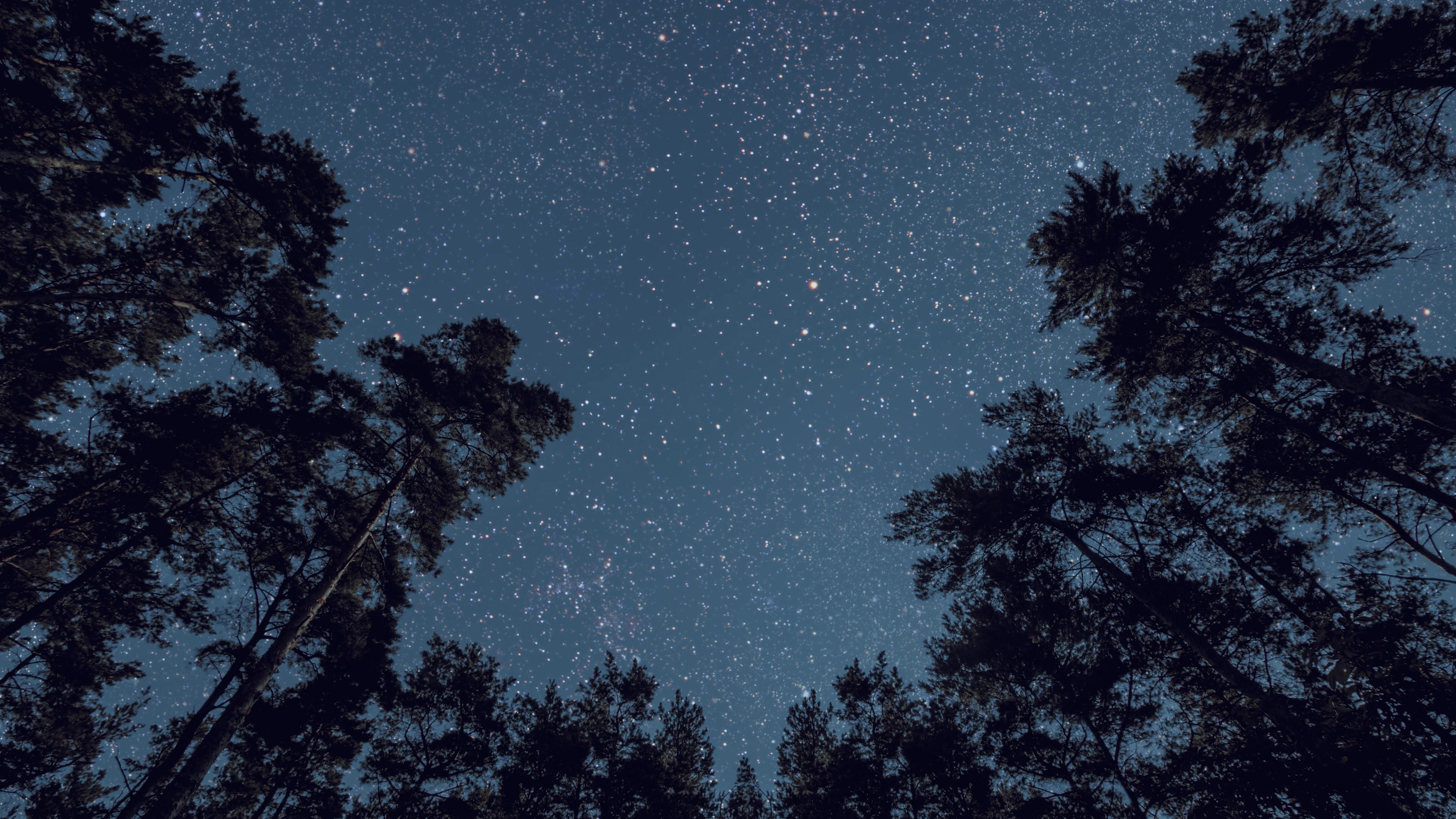 Star-filled night sky framed by pine trees