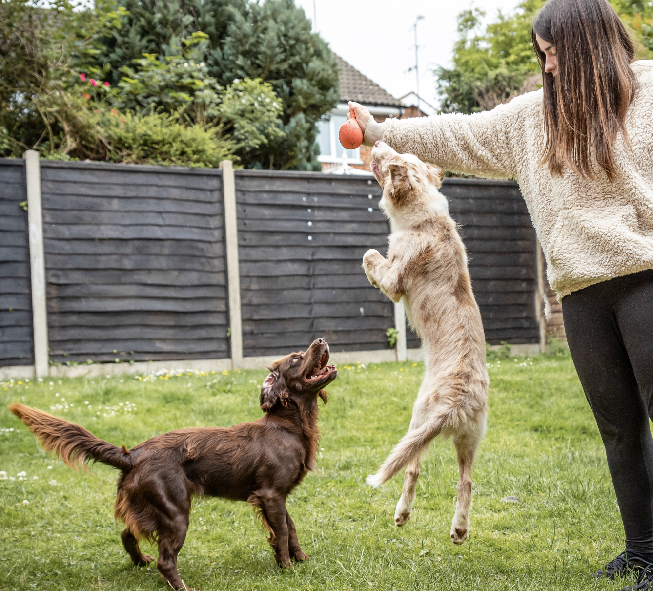 Dogs enjoying a walk