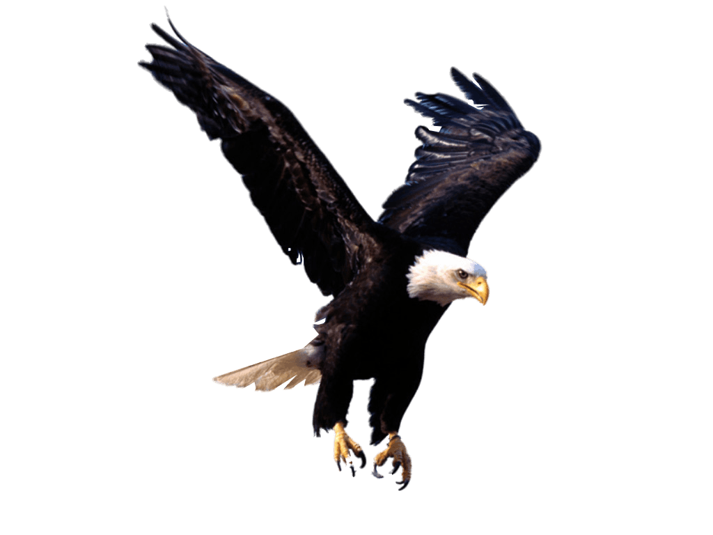 Bald eagle in flight carrying the pledge