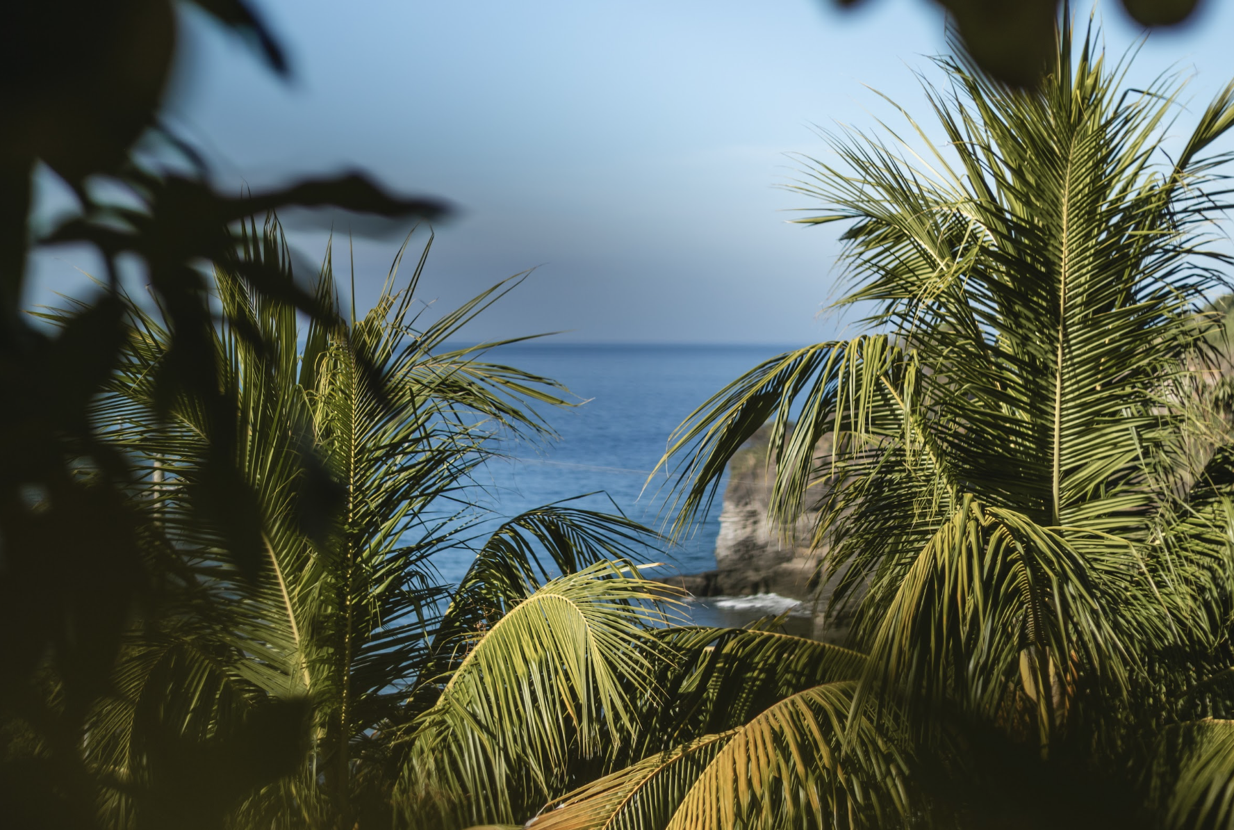 Tropical palms by the coast