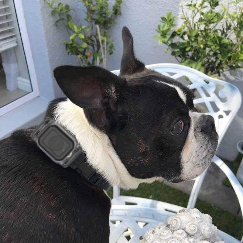 Boston Terrier
