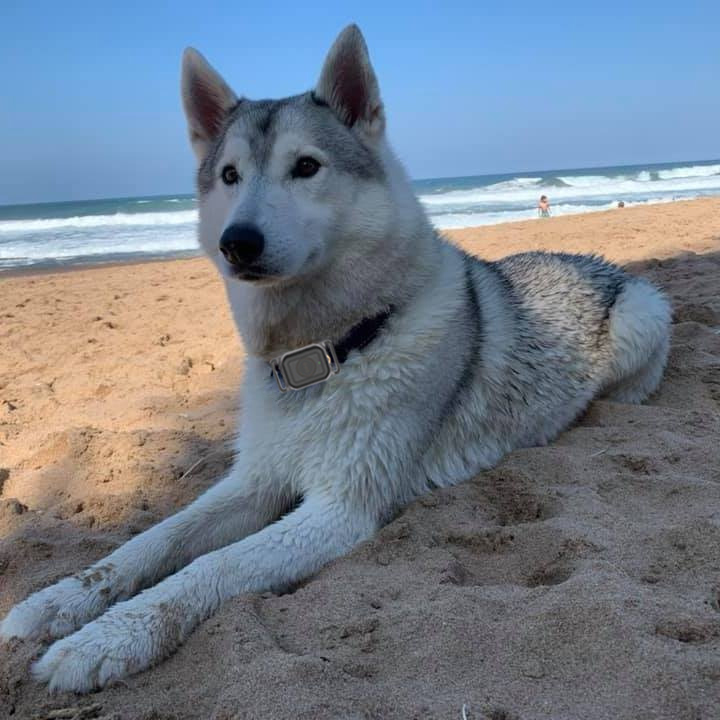 Husky