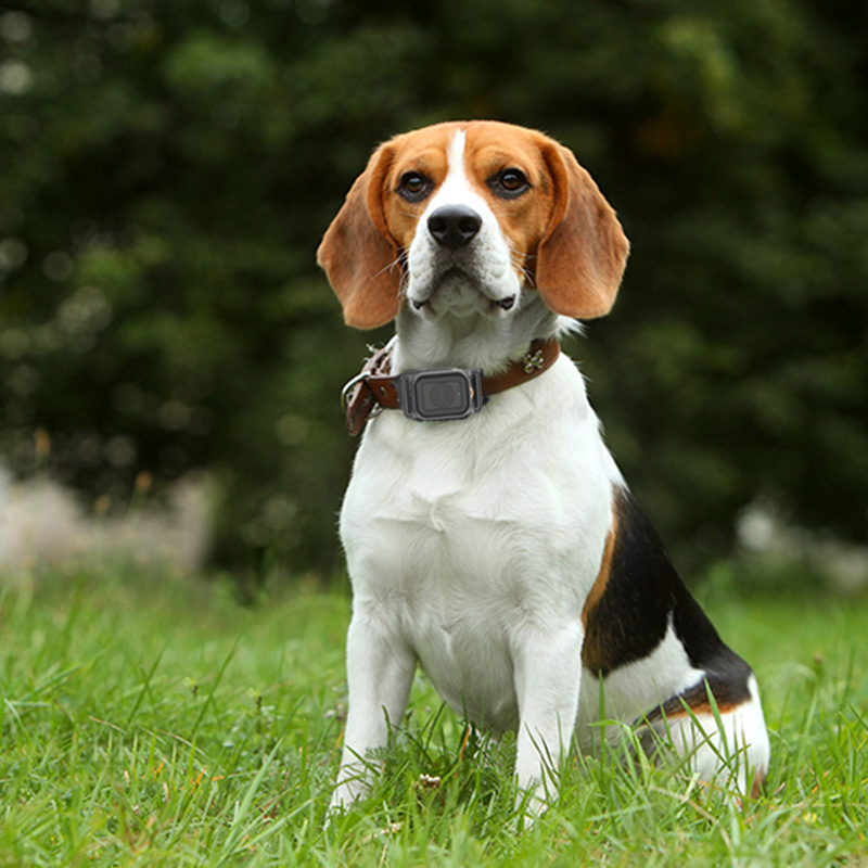 Beagle