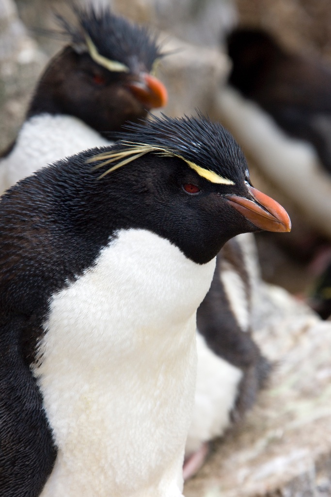 Rockhopper Penguins