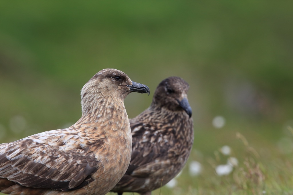 Skua