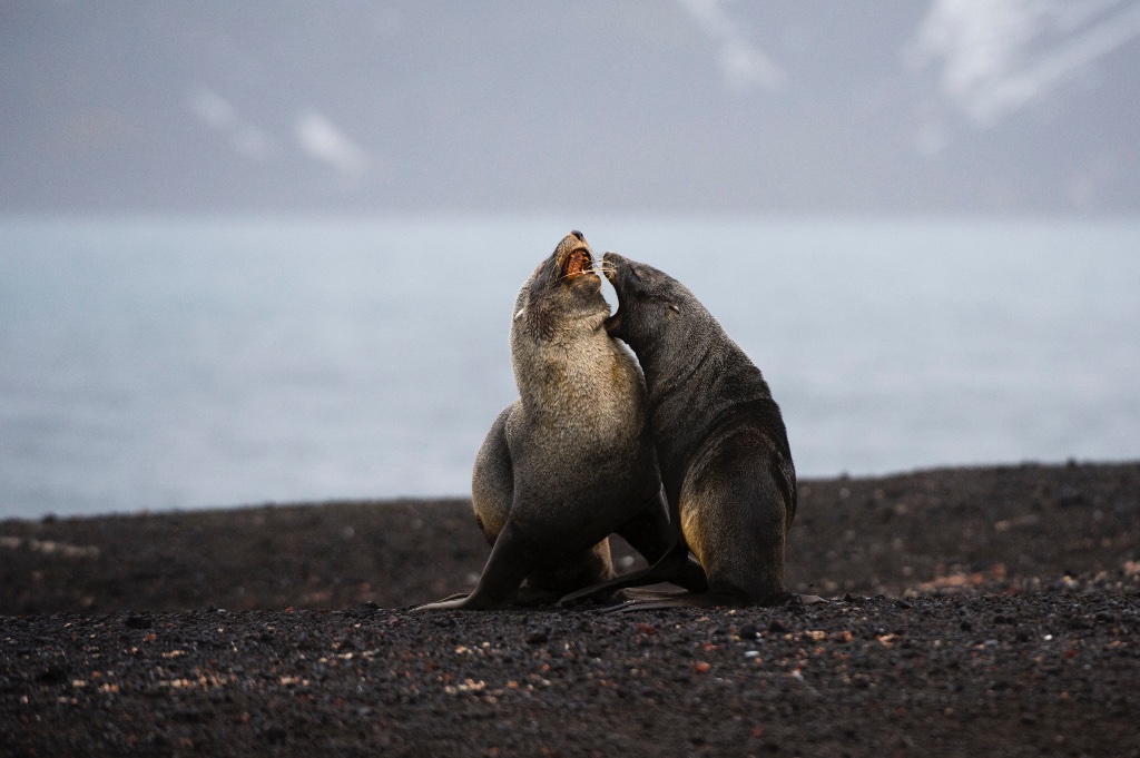 Fur seal