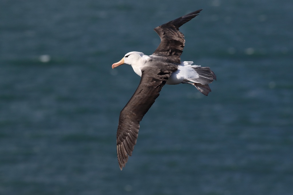 Albatross