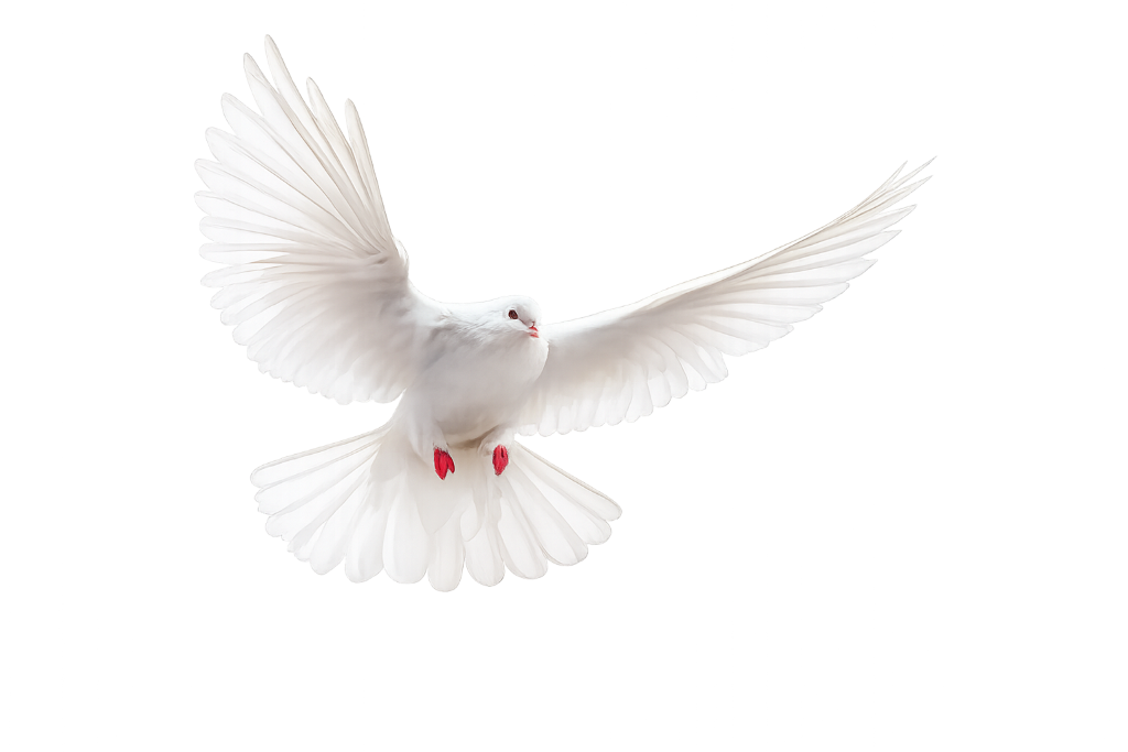Dove