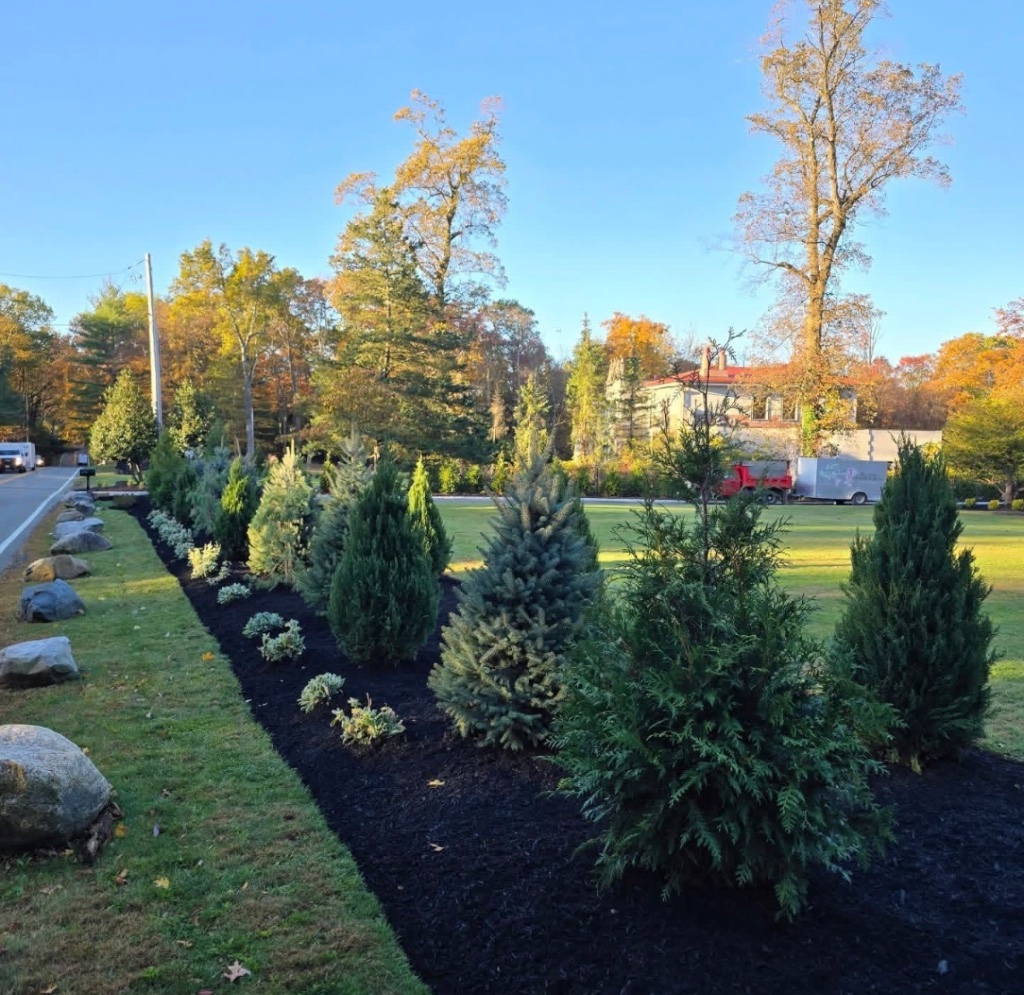 Evergreen Privacy Screen Planting