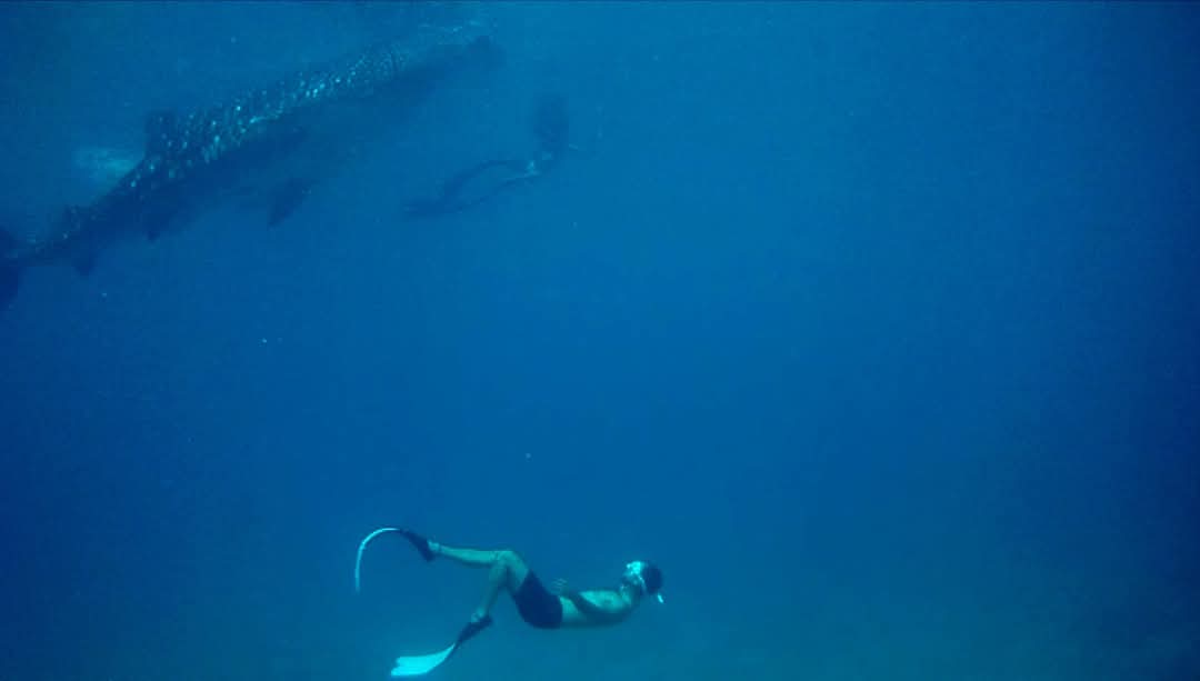 Freediving Mastery