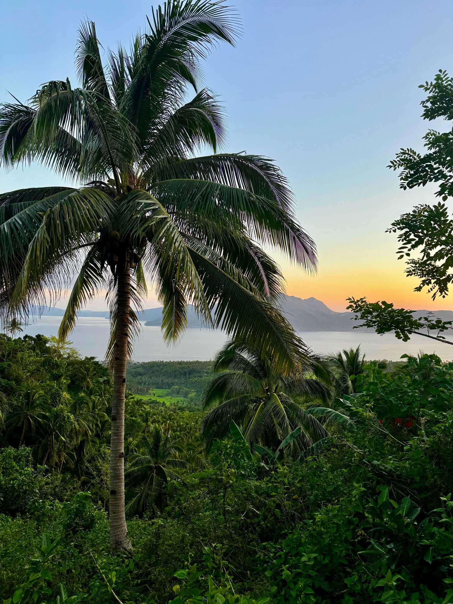 Coconut palm framing a lush valley and calm sea at sunset