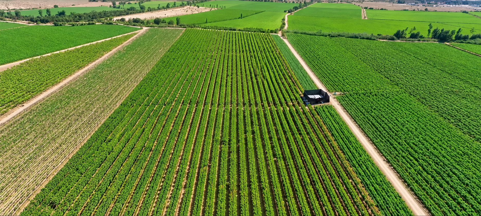 Vista aérea de los campos de cultivo en Ica