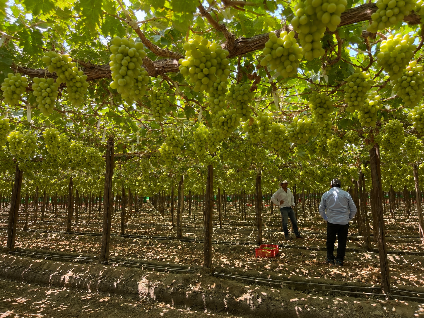 Variedad de productos frescos de Agrícola Riachuelo