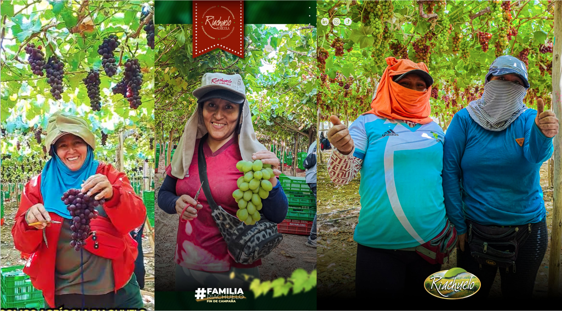 Trabajadores de campo en los viñedos