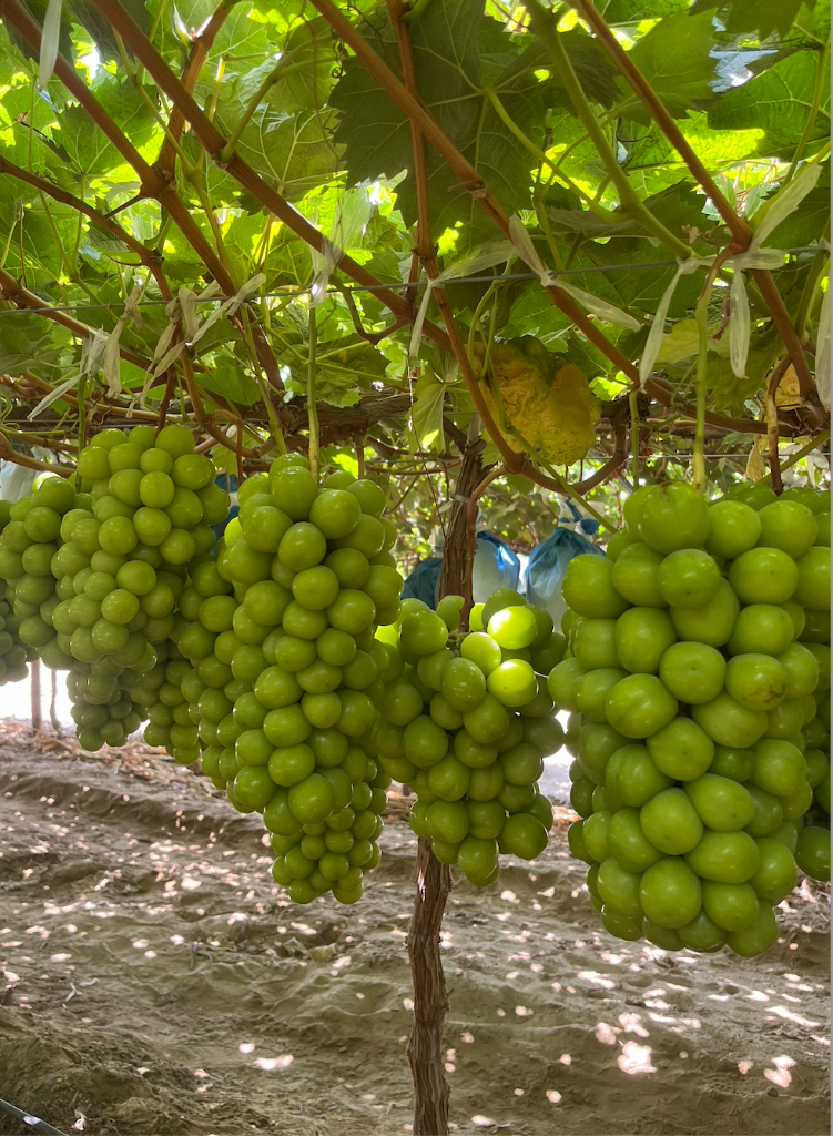 Shine Muscat