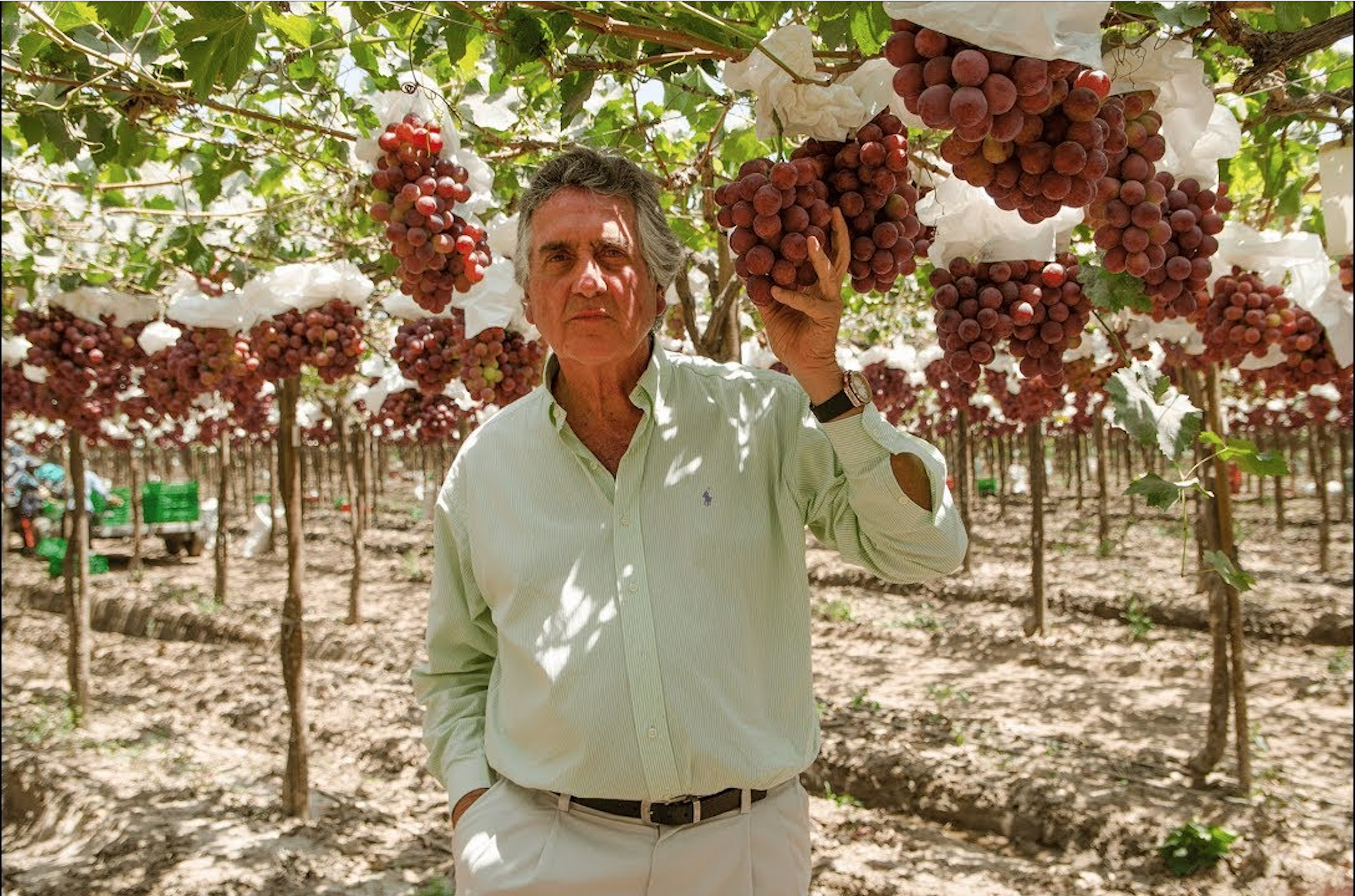 Manos cosechando uvas