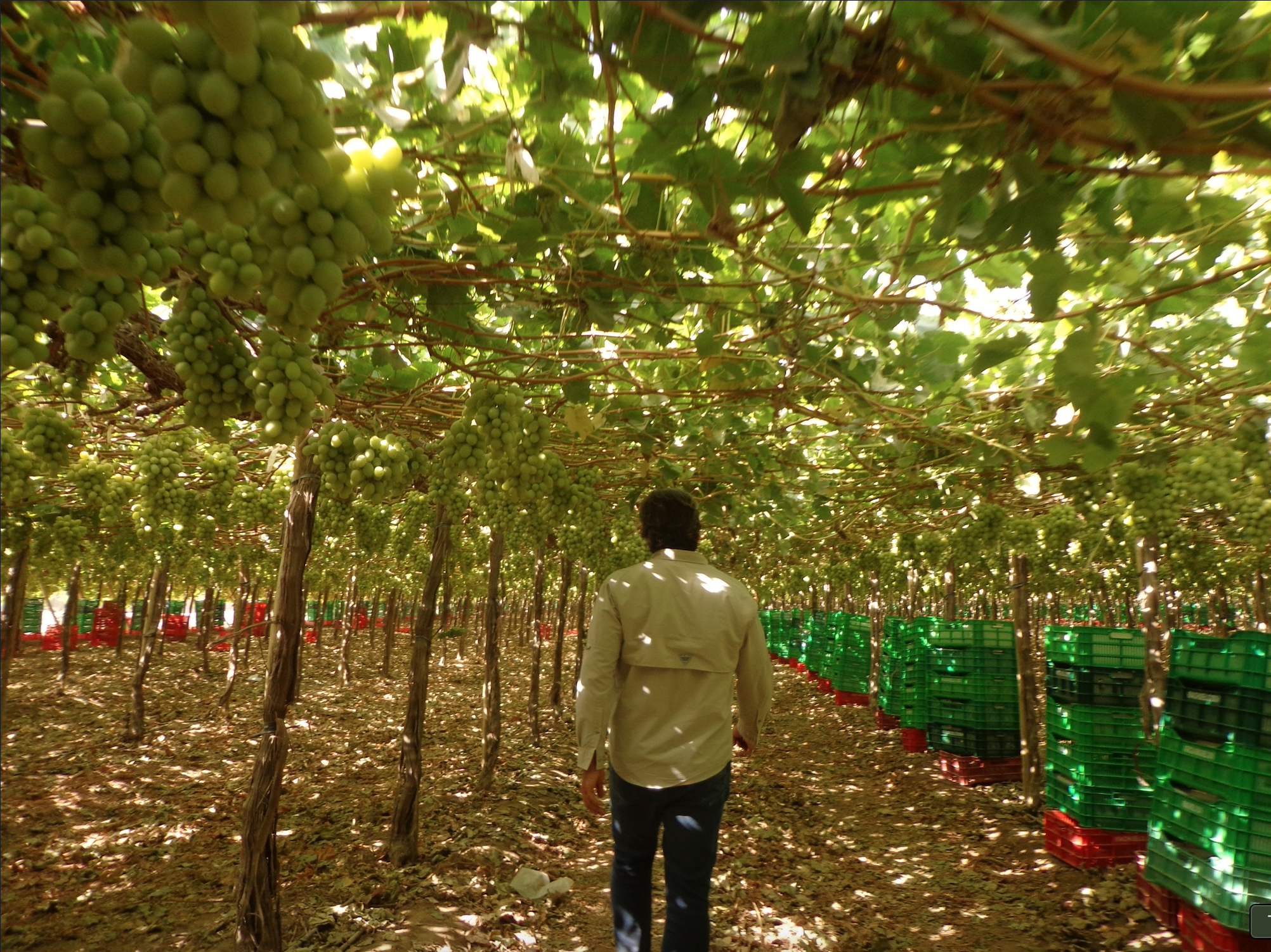 Hacienda Riachuelo rodeada de viñedos