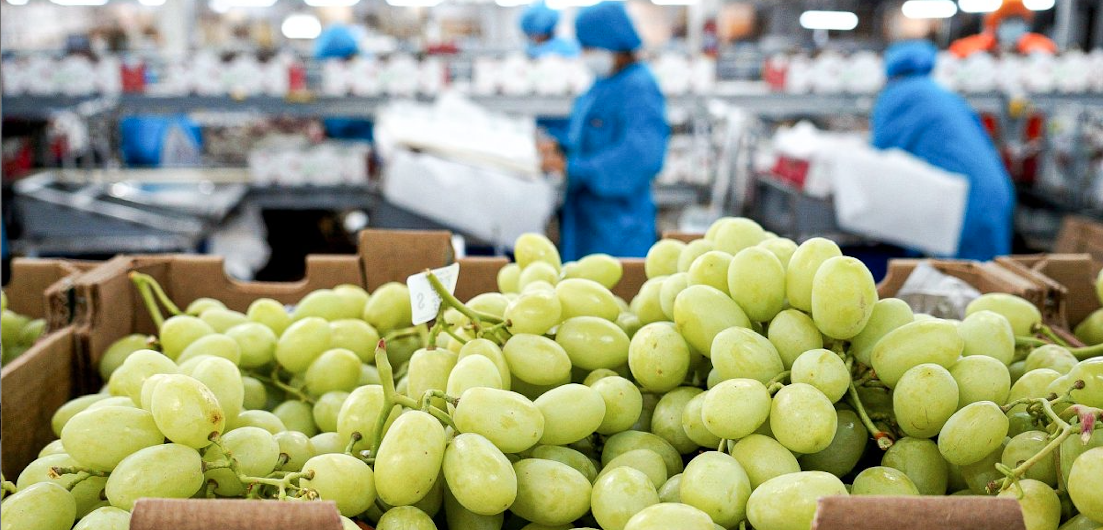 Empaque de fruta para exportación