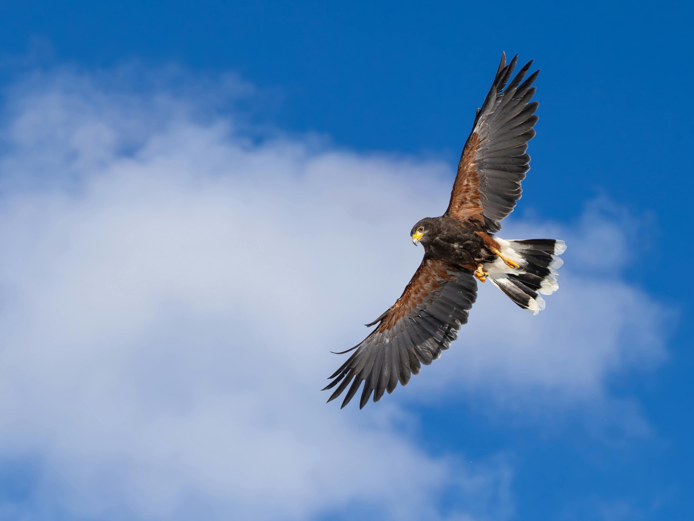 Harris's hawk in flight over the Colorado Rockies