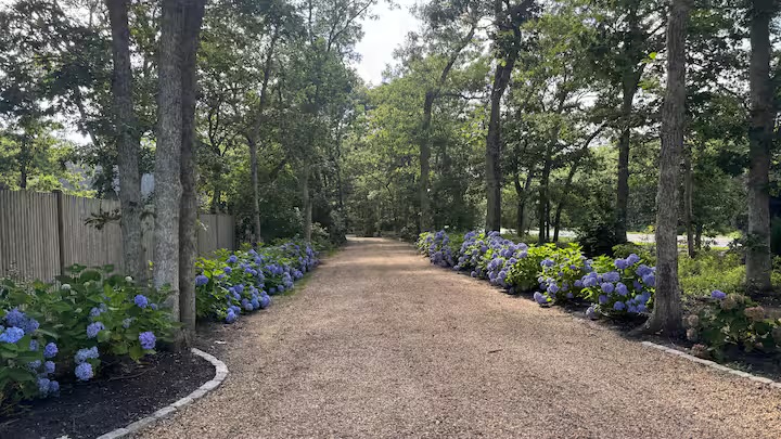 Hydrangea-lined driveway at Summer Wind