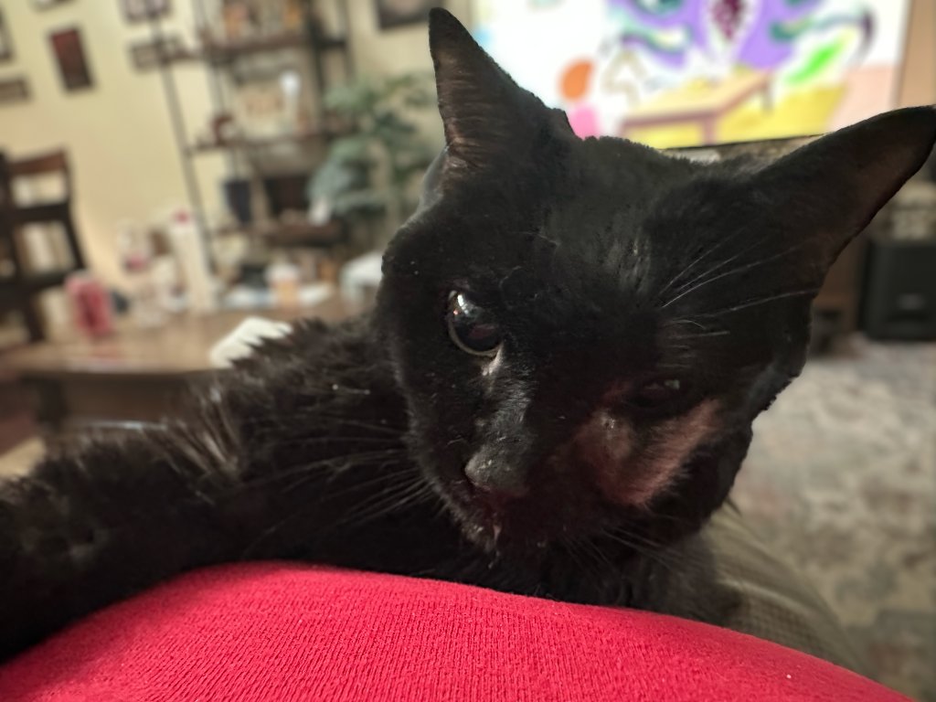 Sita showing affection on a red cushion