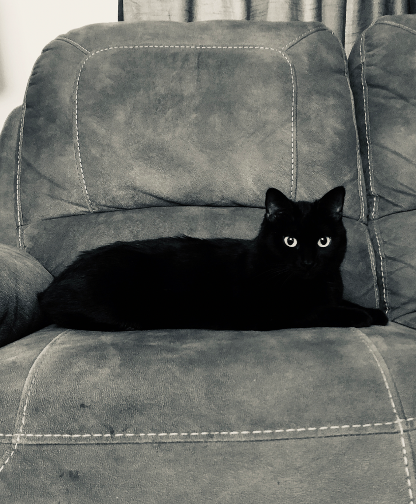 Sita, the little black cat who inspired VetCostIQ
