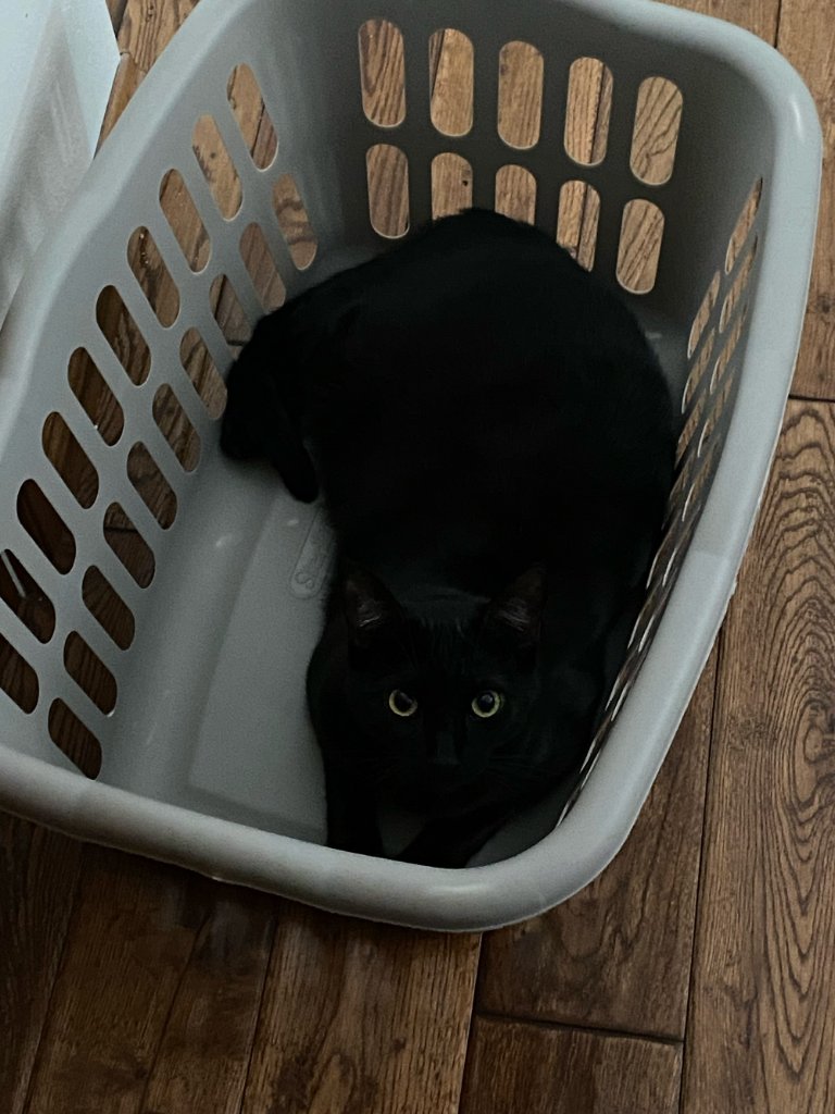 Sita in her favorite basket