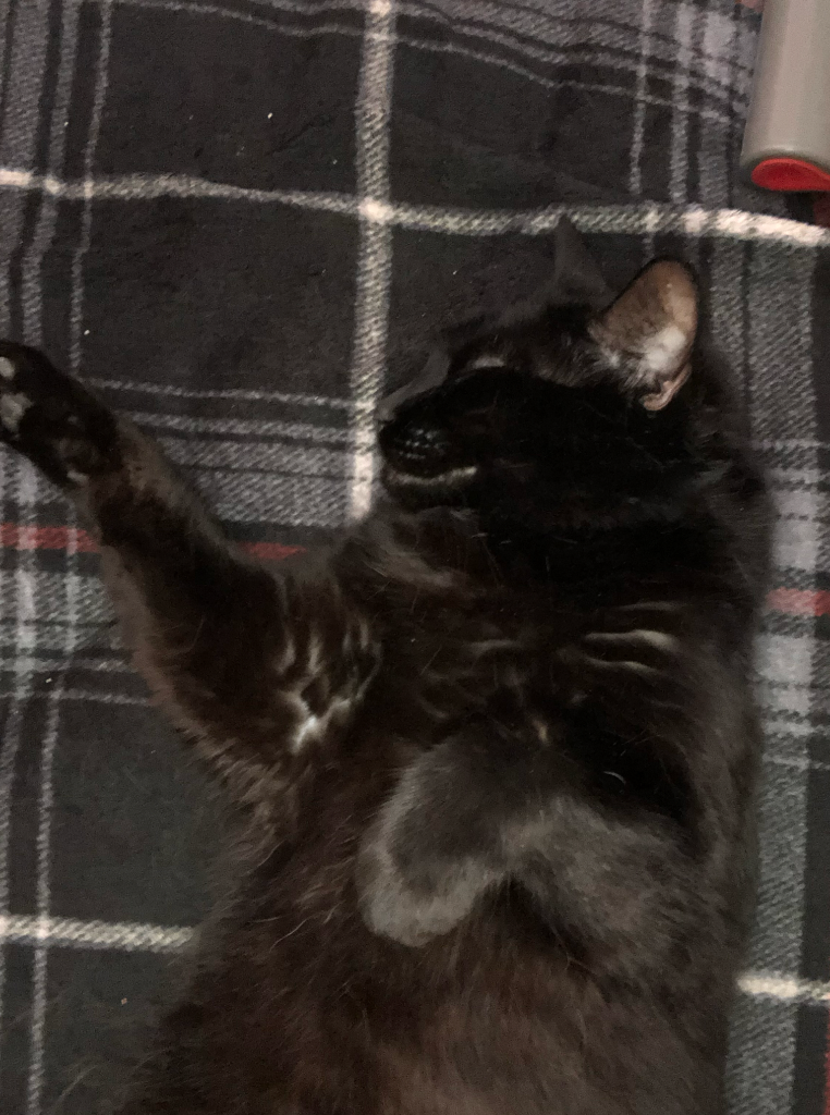 Rolling on her plaid blanket