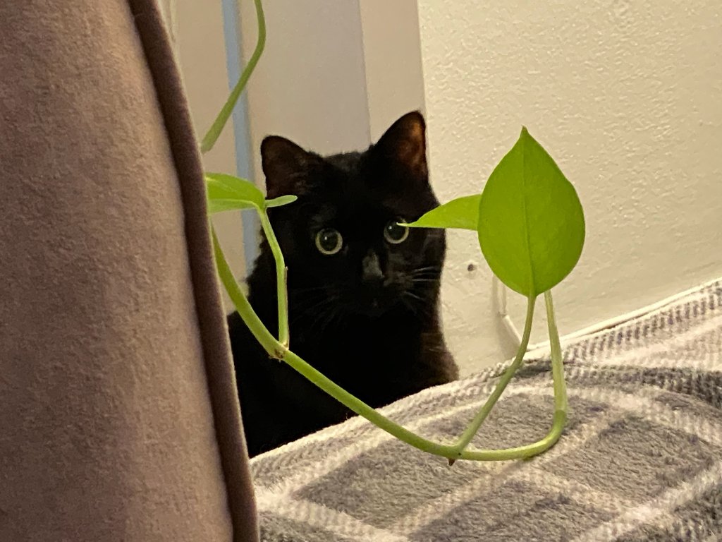 Peeking through the leaves