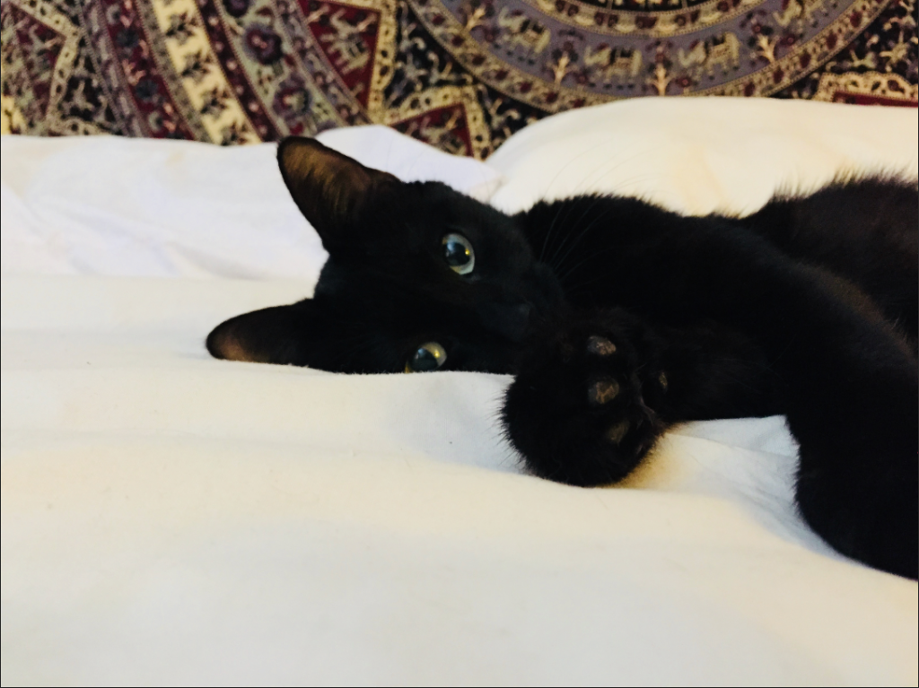 Resting on the white bedding