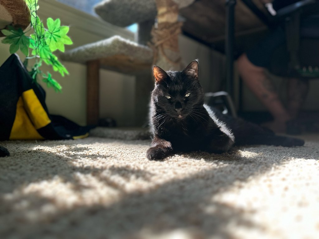 Lounging on the carpet