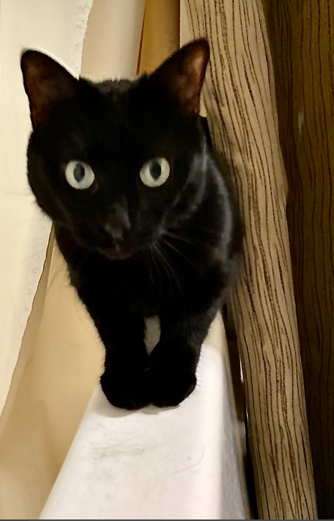 Perched on her favorite spot