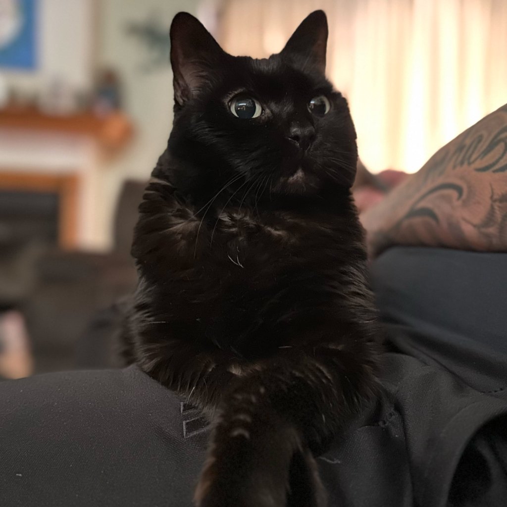 Sita, the cat who inspired VetCostIQ