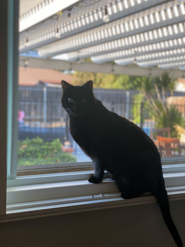 Watching the world from the windowsill