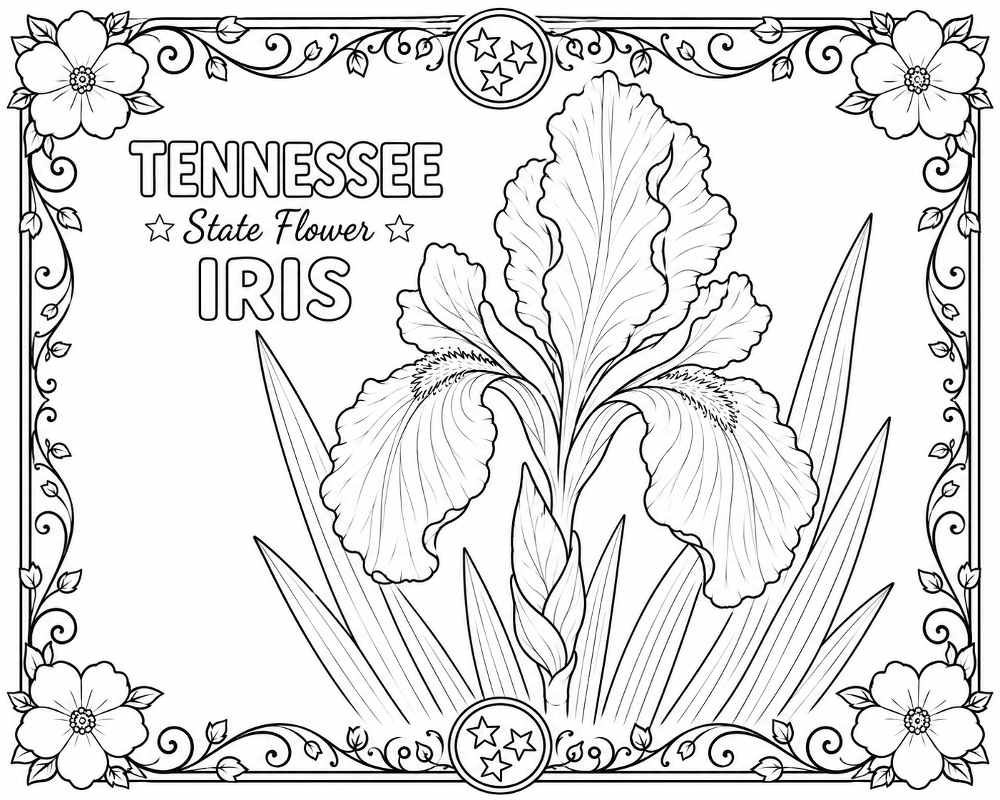 The Iris