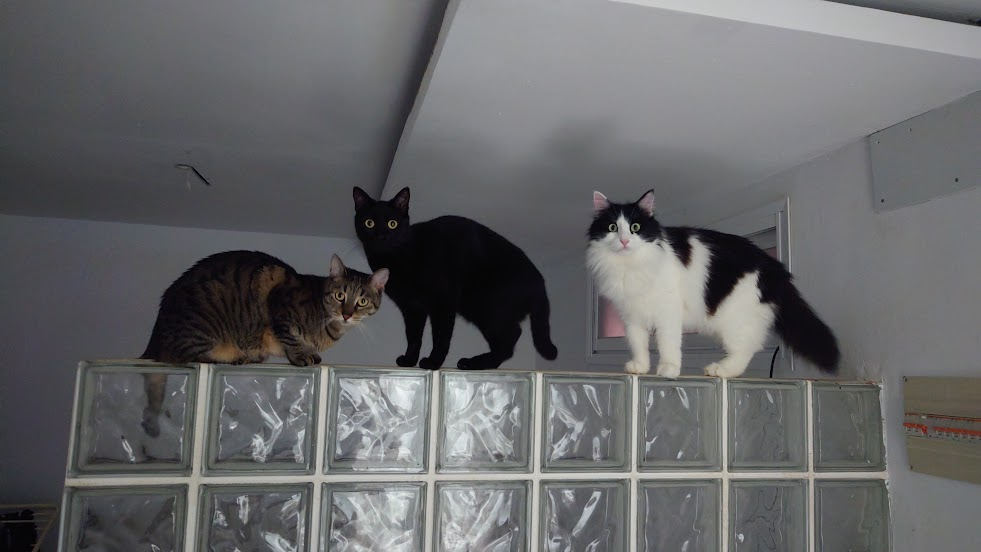 Omi, Freja & Micul Georgică
