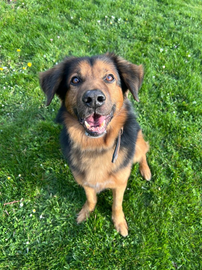 Koko