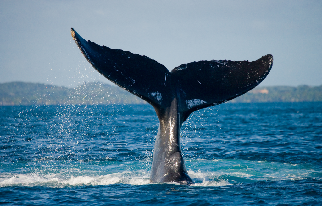 Humpback whale fluke in the bay