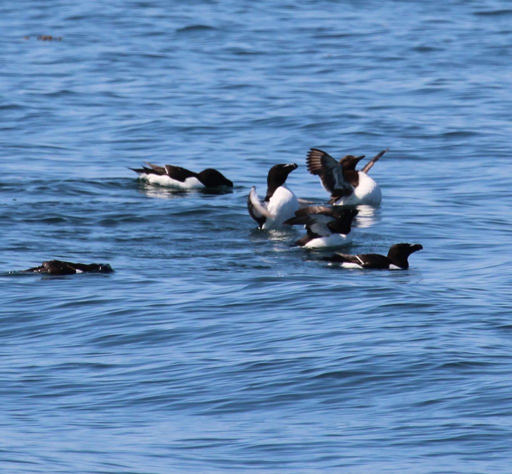 Murres and seabirds on the bay