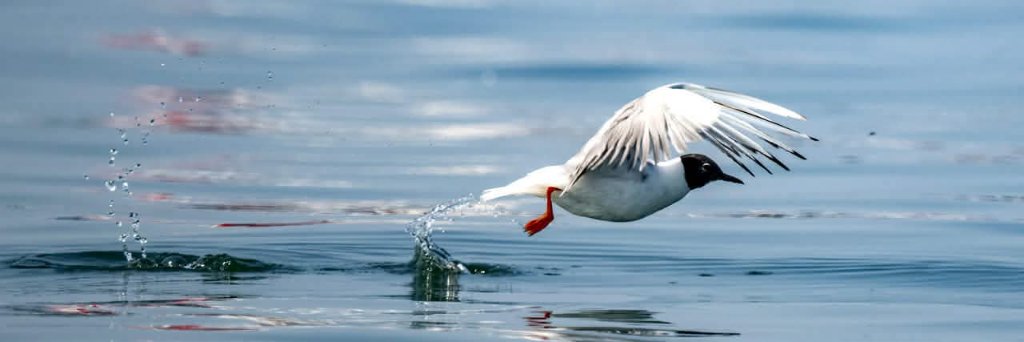 Marine life on the Bay of Fundy