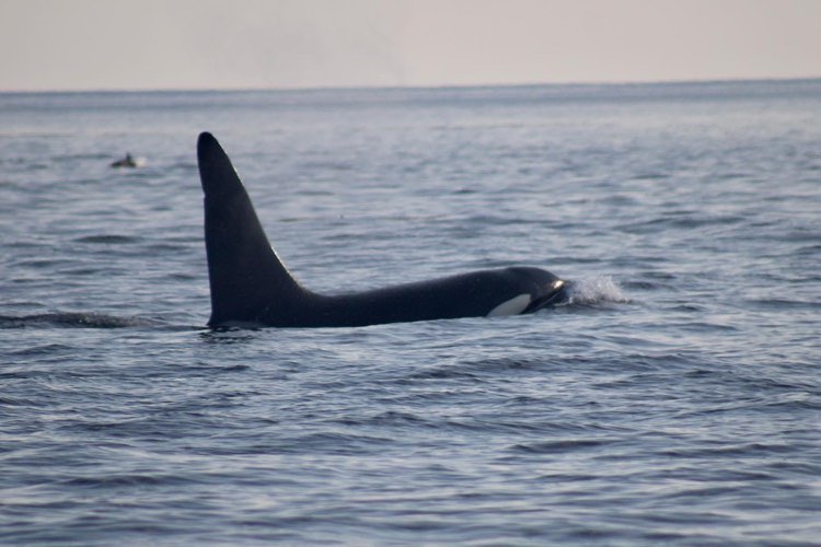 Orca whale on the Bay of Fundy
