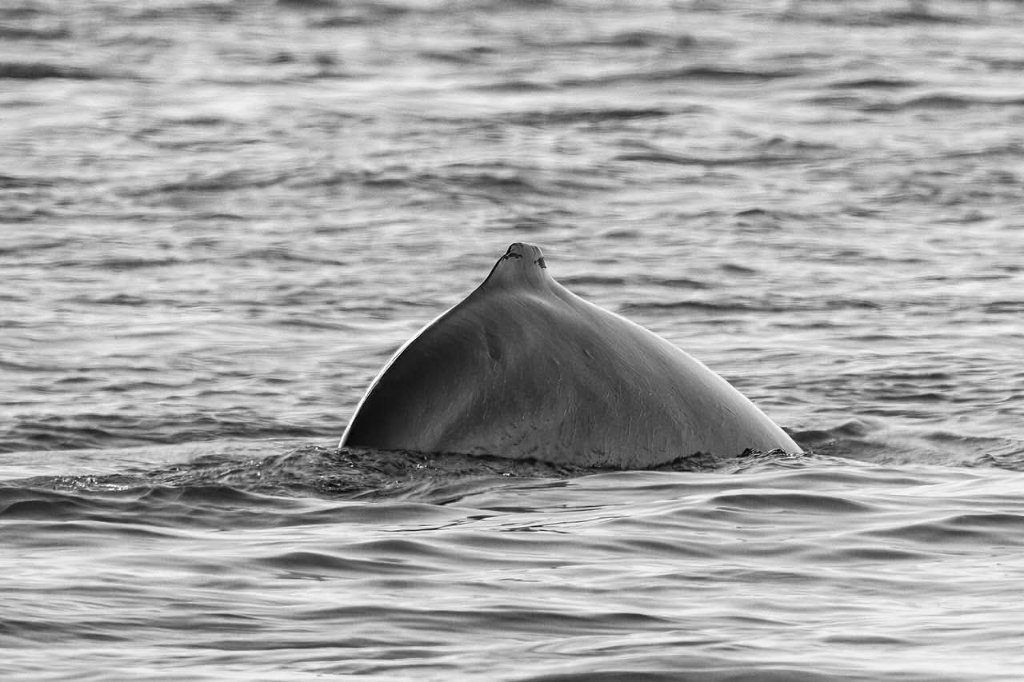 Osprey in flight against blue sky