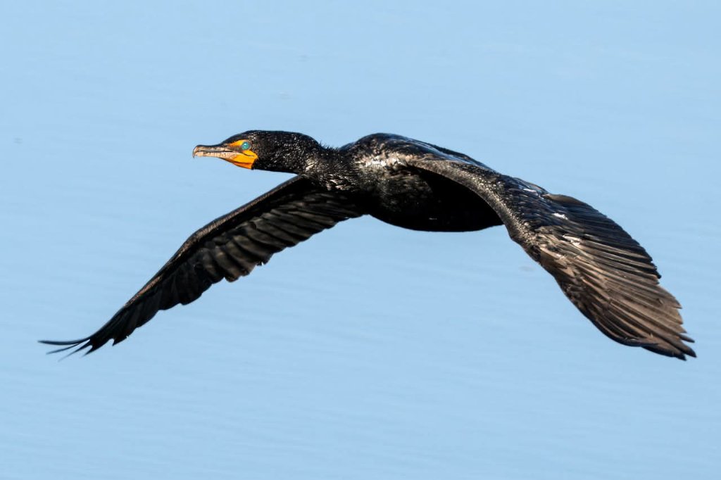 Cormorant flying low over the water with reflection