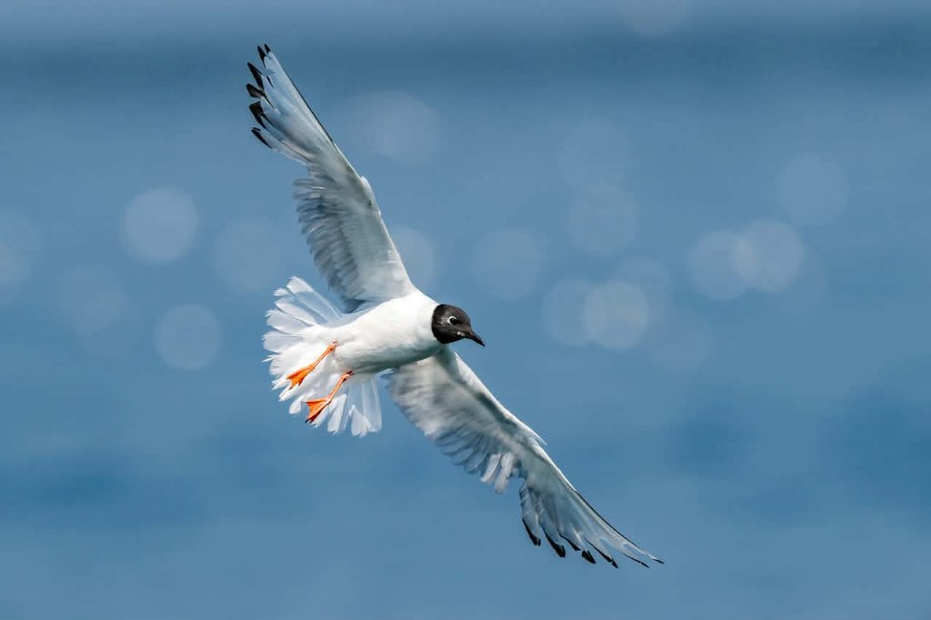 Seabird dorsal fin on the water