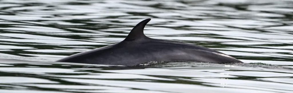 Marine wildlife surfacing